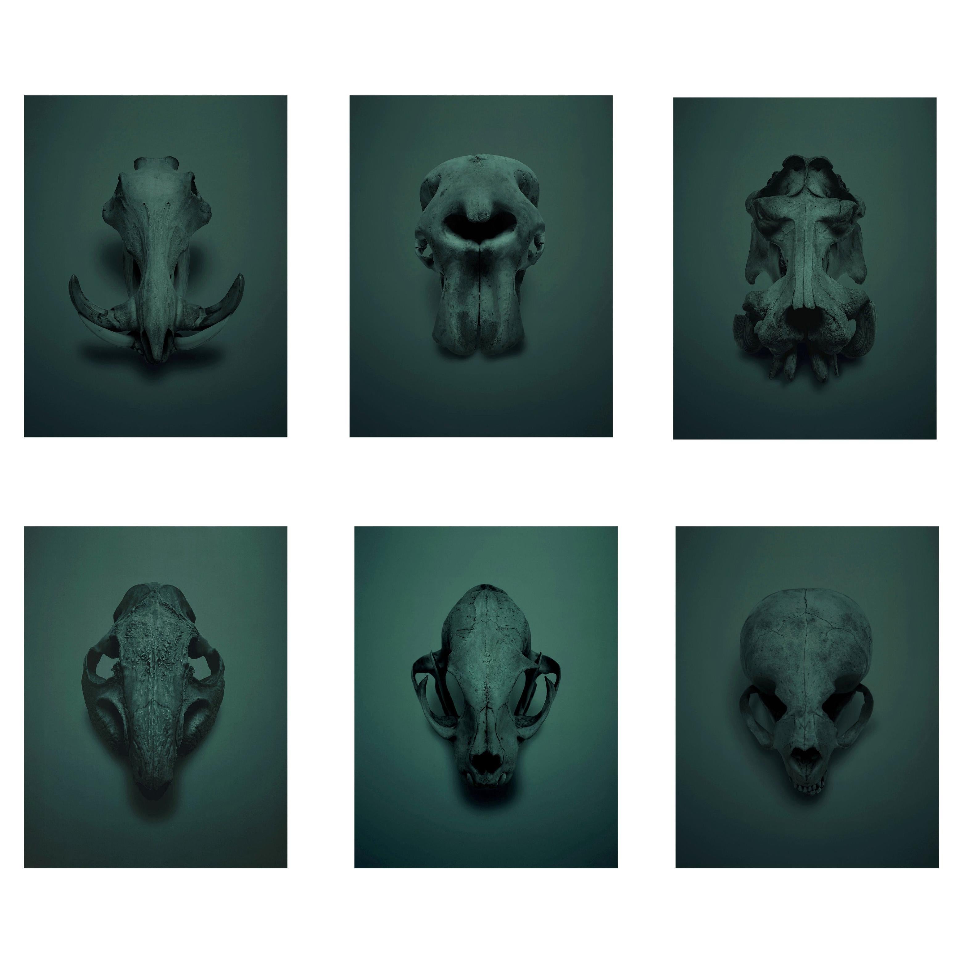Skulls by Guido Mocafico, Rare Set of Six Framed Photographs