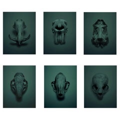 Skulls by Guido Mocafico, Rare Set of Six Framed Photographs