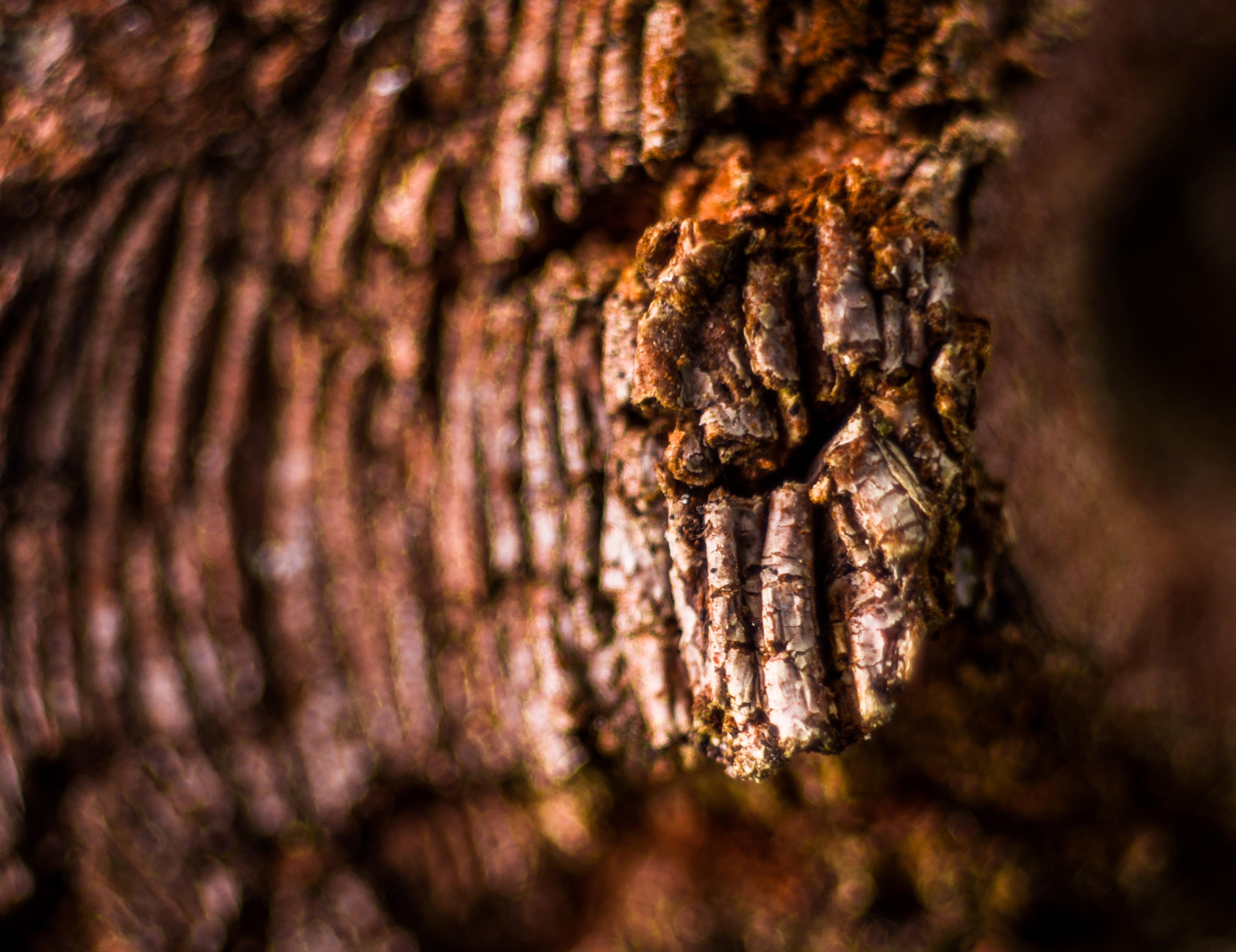 Macro photography - Giclée print on archival Hahnemühle paper 308 gsm
Finest Quality - Archival properties with lasting up to 400 years
Print will be produced, numbered and signed upon purchase and will be shipped in secure packaging with included