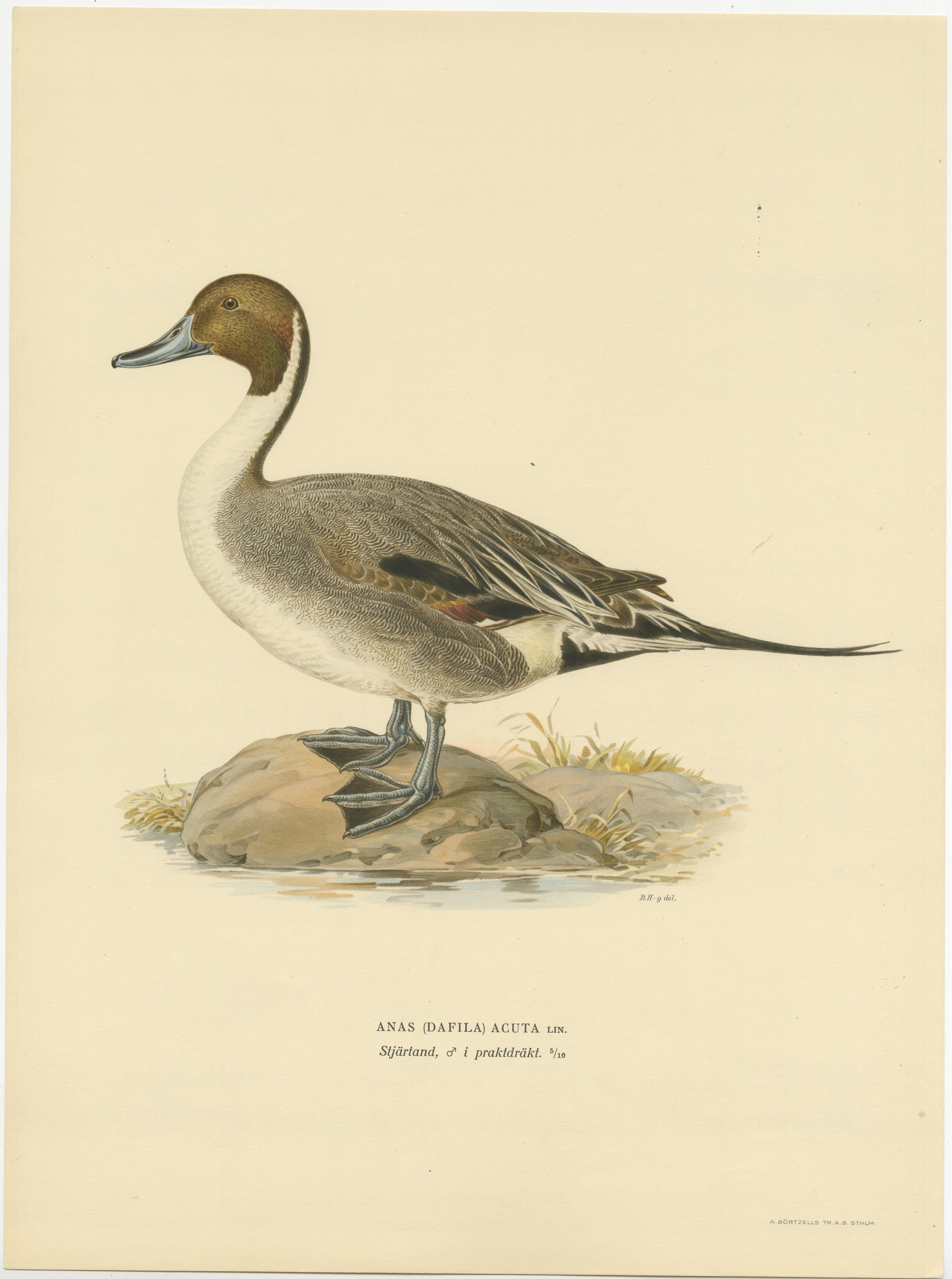 The image is a vintage ornithological illustration titled 'Anas (Dafila) Acuta', depicting the northern pintail, a graceful and slender duck known for its elegant lines and long tail feathers. This particular print is sourced from the work 