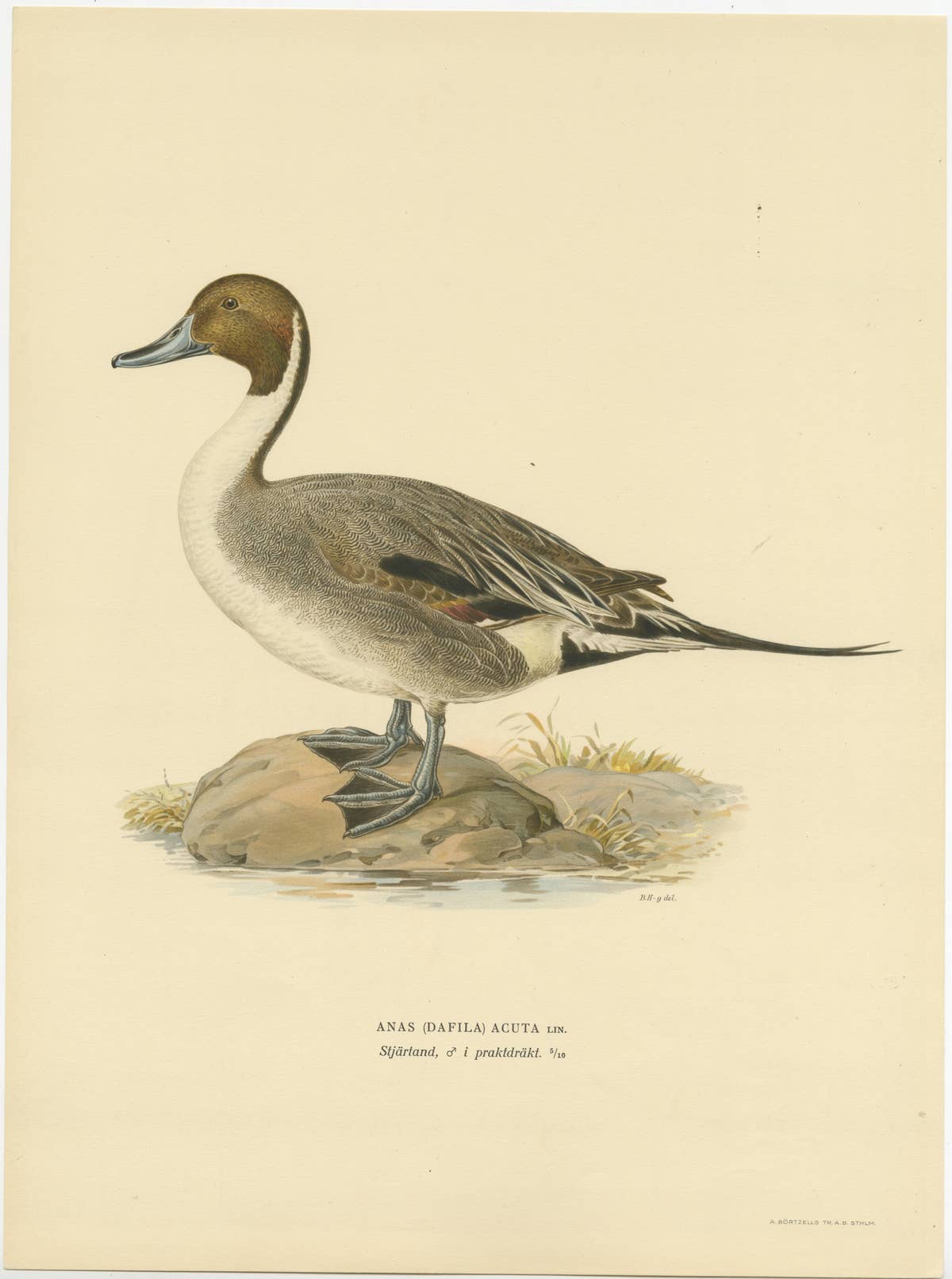 Sleek Elegance: The Northern Pintail by Magnus von Wright, Published in 1929