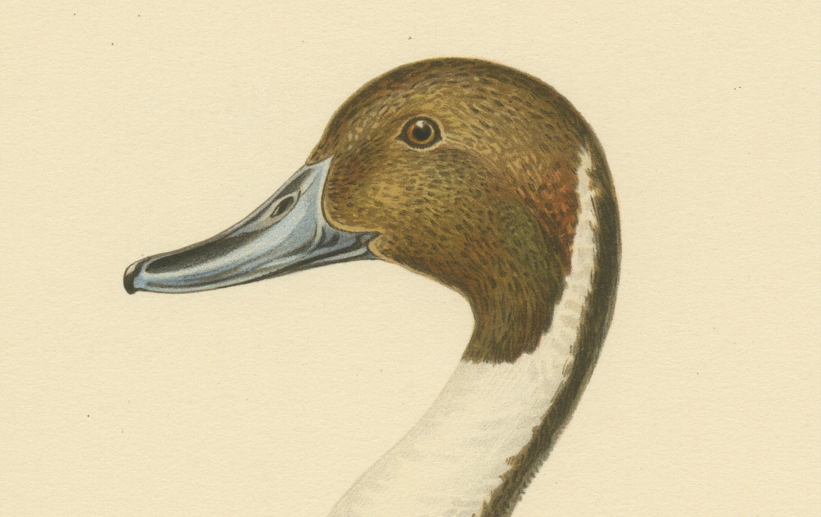 Sleek Elegance: The Northern Pintail by Magnus von Wright, Published in 1929 In Good Condition For Sale In Langweer, NL