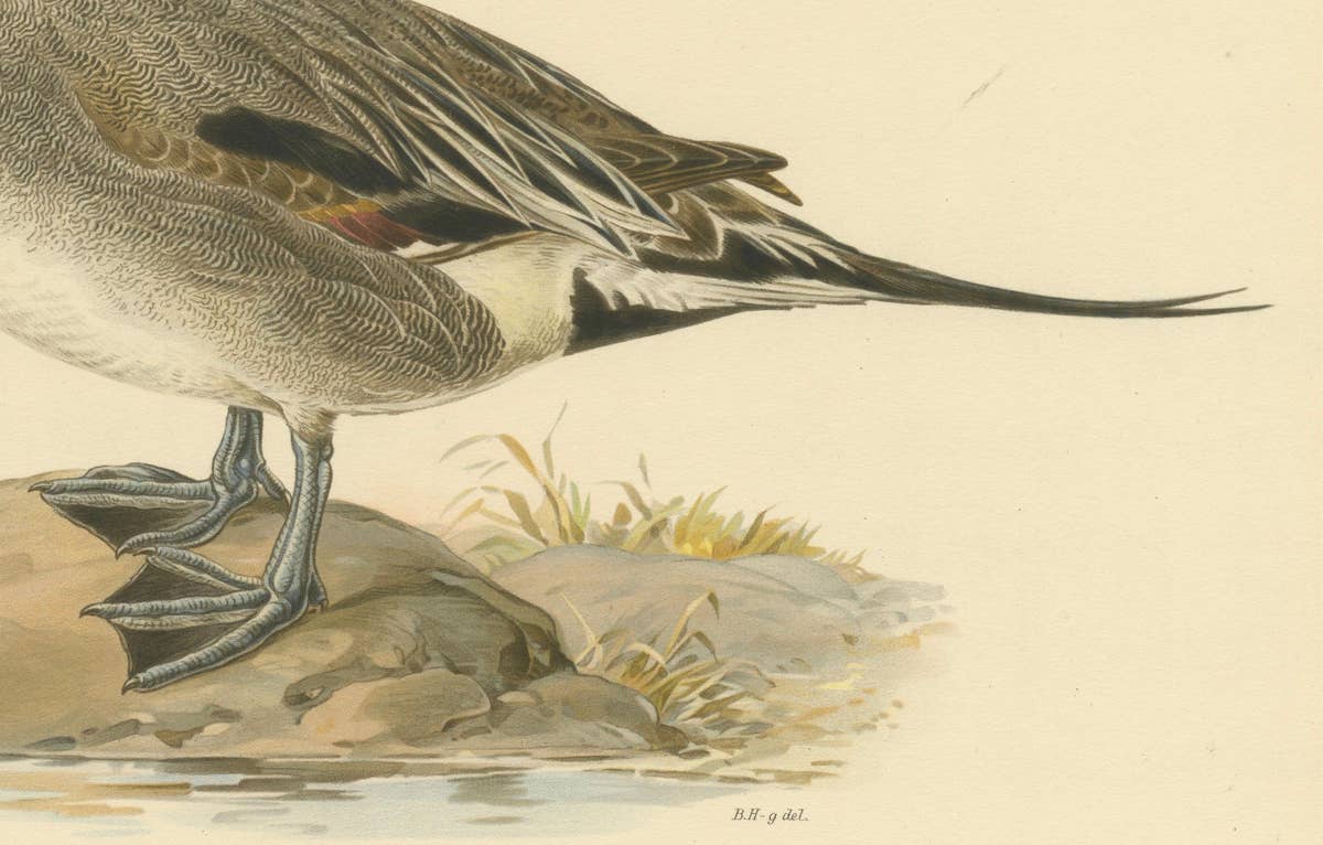 Sleek Elegance: The Northern Pintail by Magnus von Wright, Published in 1929