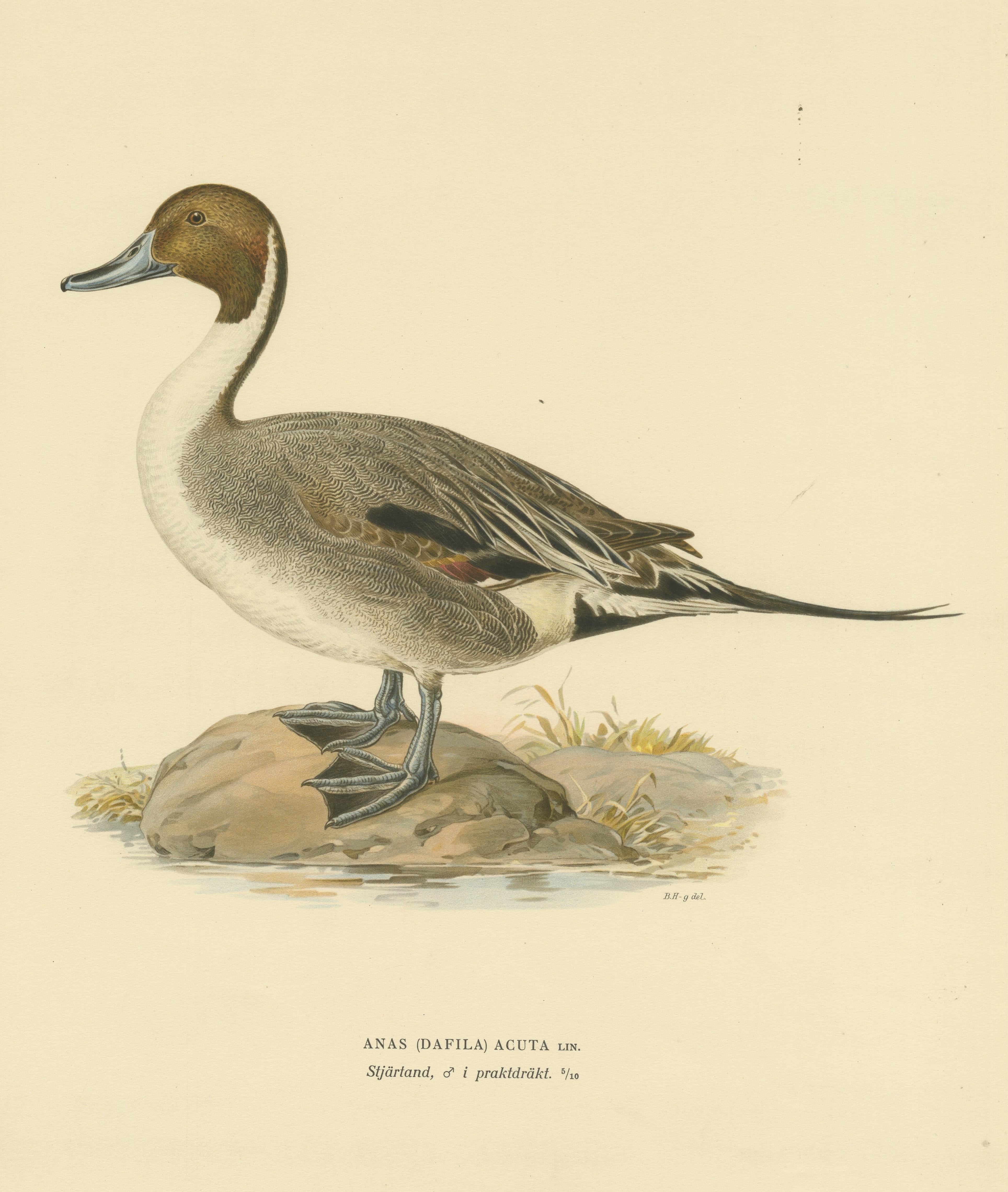Paper Sleek Elegance: The Northern Pintail by Magnus von Wright, Published in 1929 For Sale