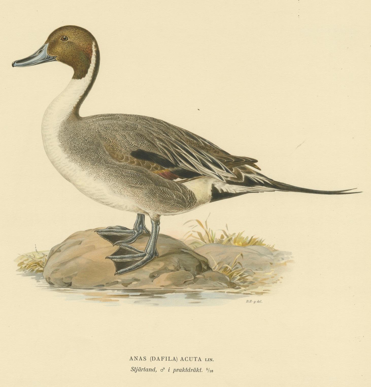 Sleek Elegance: The Northern Pintail by Magnus von Wright, Published in 1929 For Sale 1