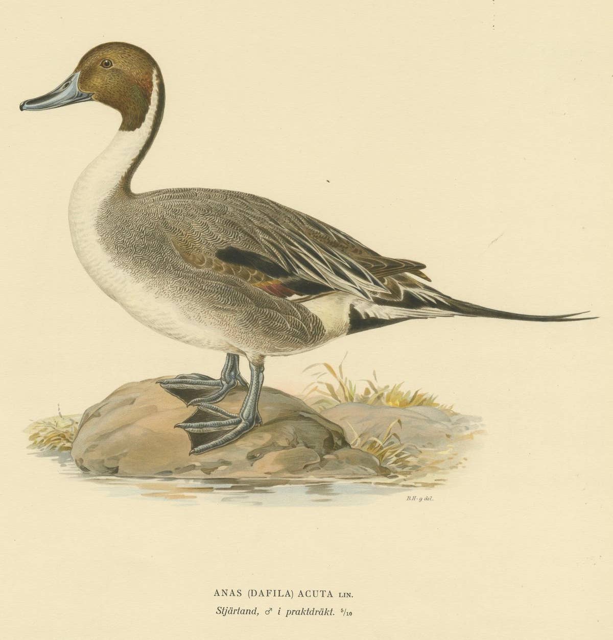 Sleek Elegance: The Northern Pintail by Magnus von Wright, Published in 1929
