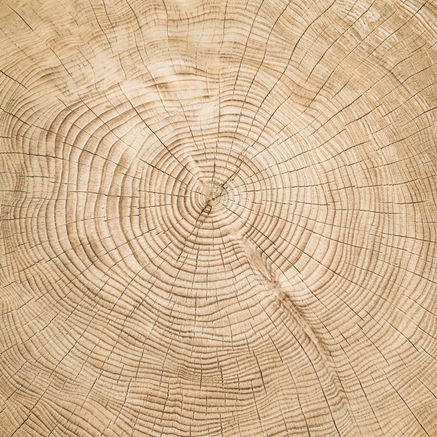 Table basse ronde en cèdre tranché Neuf - En vente à Paris, FR
