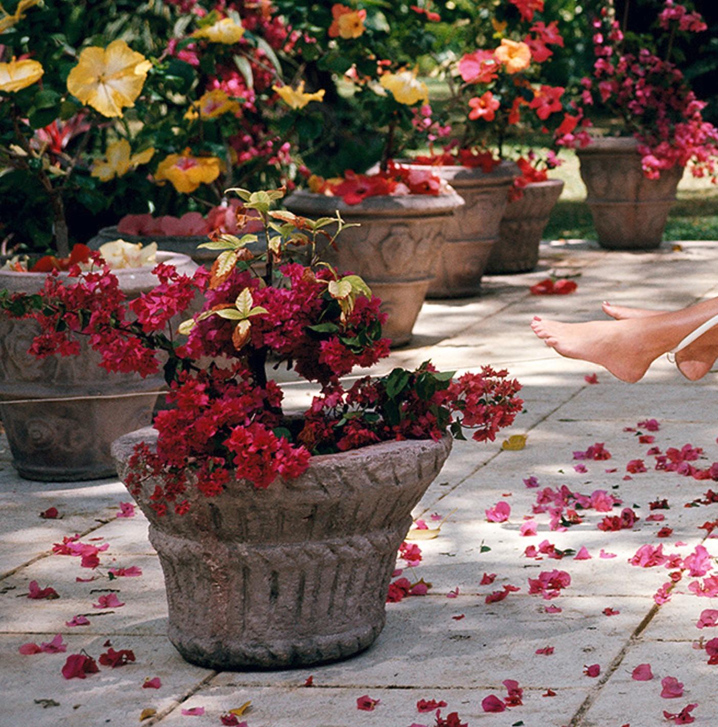Bliss de la Barbade - Ava Marshall Socialite américaine Portrait de la Barbade Bougainvilliers - Modernisme américain Photograph par Slim Aarons