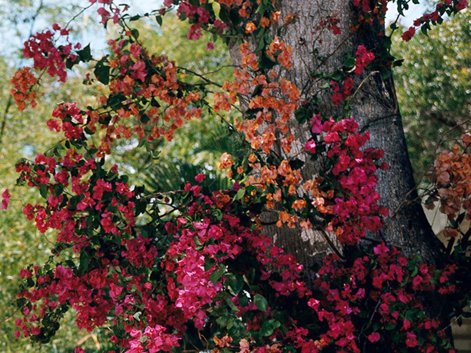 Bliss de la Barbade - Ava Marshall, mondaine américaine Portrait de la Barbade Bougainvilliers par Slim Aarons

Tirage 16 x 20