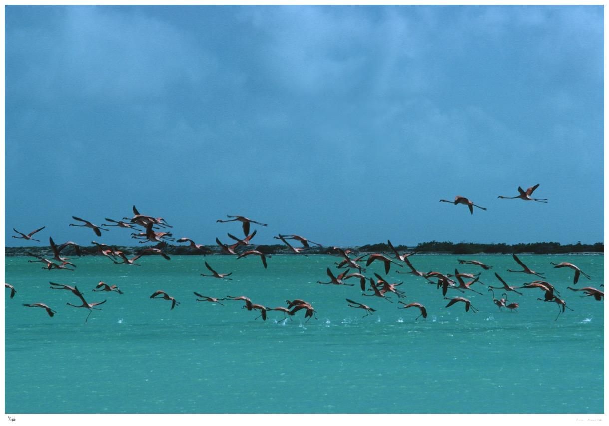 Flamingos In Curacao 1979 - Slim Aarons Estate Stamped
