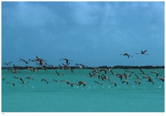 Flamingos In Curacao 1979 - Slim Aarons Estate Stamped