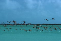 Flamingos in Curacao  Slim Aarons Nachlass-Druck gestempelt