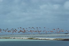 „Flamingos In Flight“ 1979 Slim Aarons Limitierte Nachlassausgabe