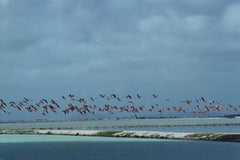 Vintage Flamingos In Flight Slim Aarons Estate Stamped Print