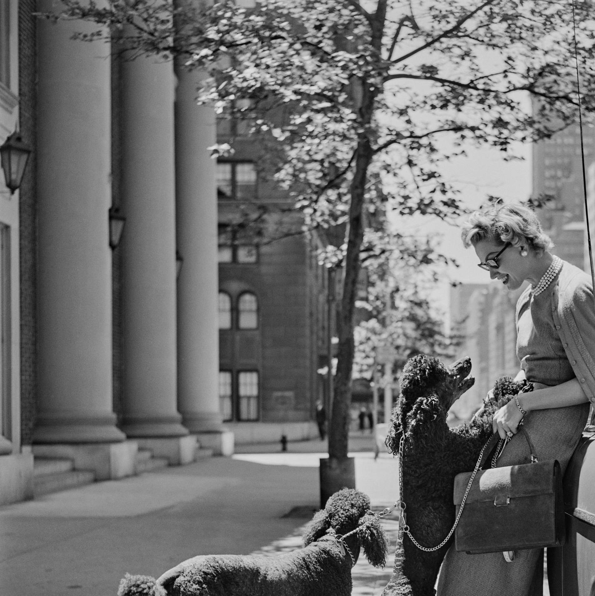Das schwedische Model Inga Lindgren, Ehefrau des argentinischen Finanzministers Ceferino Alonso Irigoyen, trägt Entwürfe von Vera Stewart mit ihren Standardpudeln Ajax und Wacky auf der Park Avenue in New York.

Schlanke Aarons
Inga Lindgren und