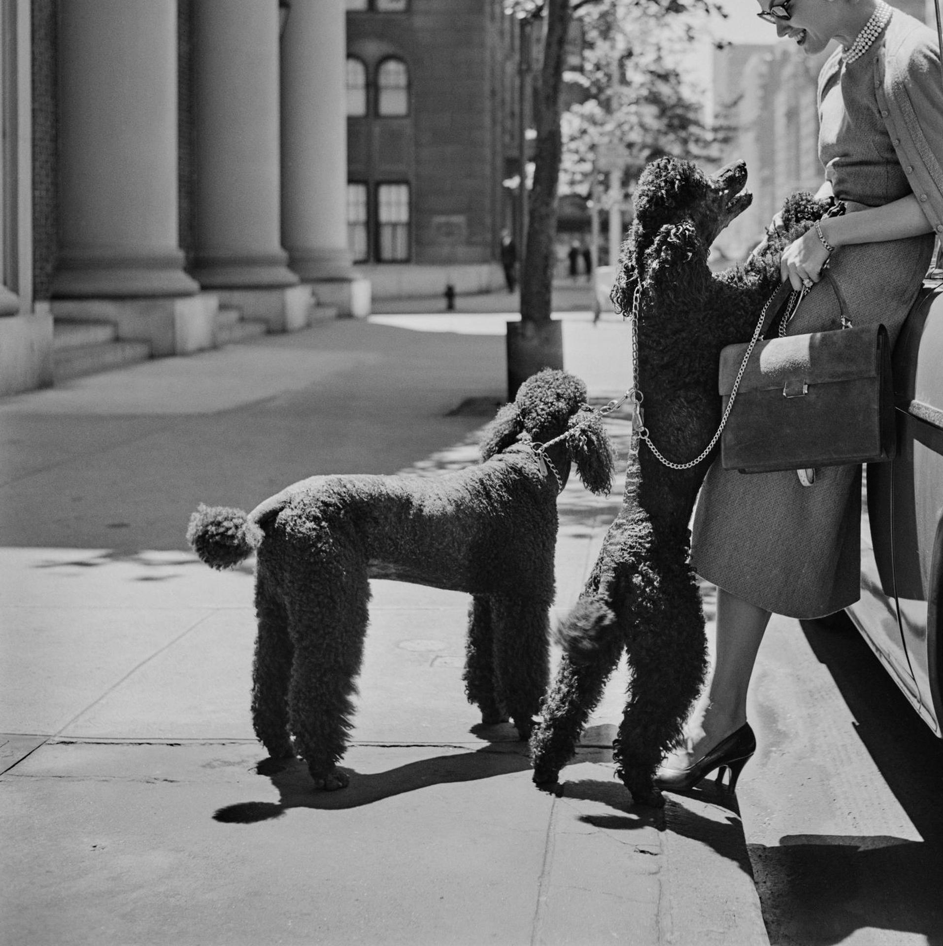 Inga Lindgren y los caniches, Nueva York, Estate Edition, Fotografía de retrato en venta 3