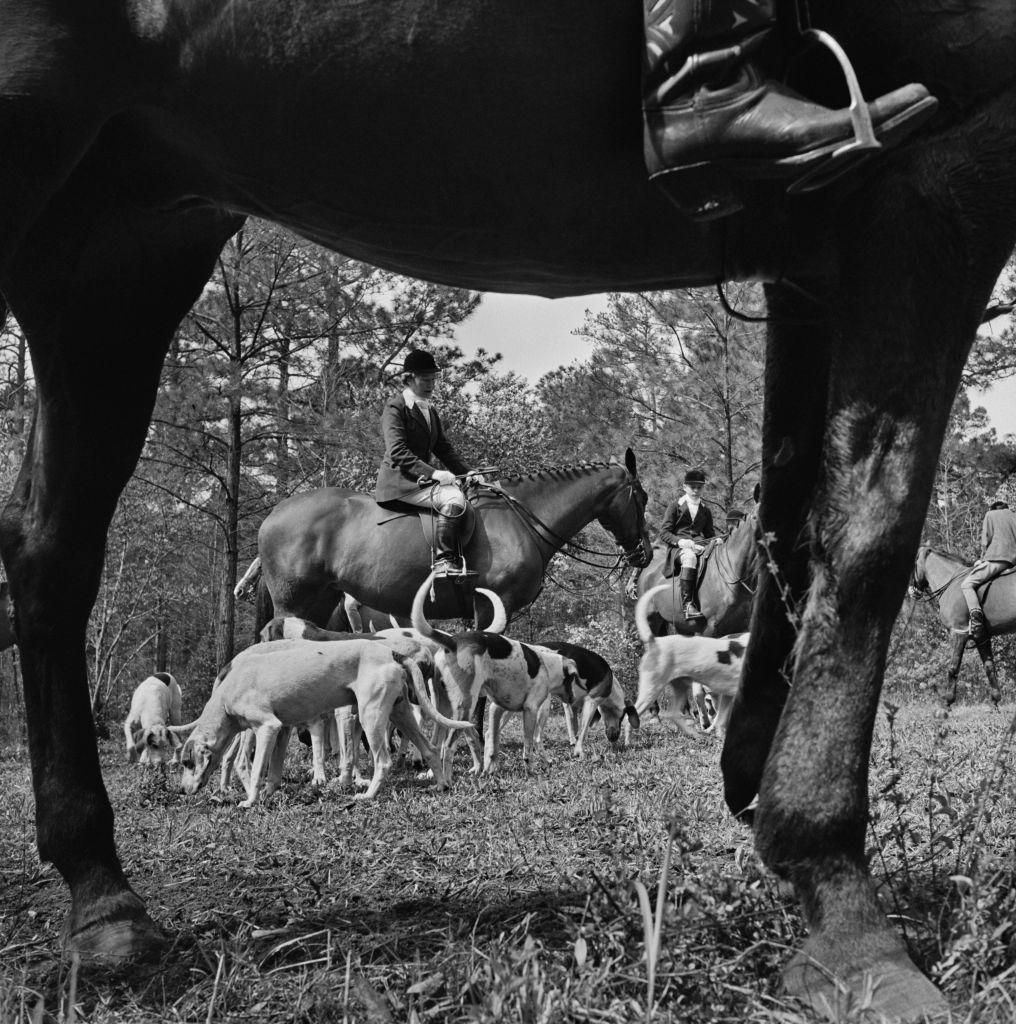 Seguidores de caza a caballo entre una jauría de perros durante una cacería de zorros, Palm Beach, Florida, hacia 1955. 

Slim Aarons
Caza del zorro en Palm Beach
1955
Impresión en fibra
Edición de 150 ejemplares firmada y numerada a mano con