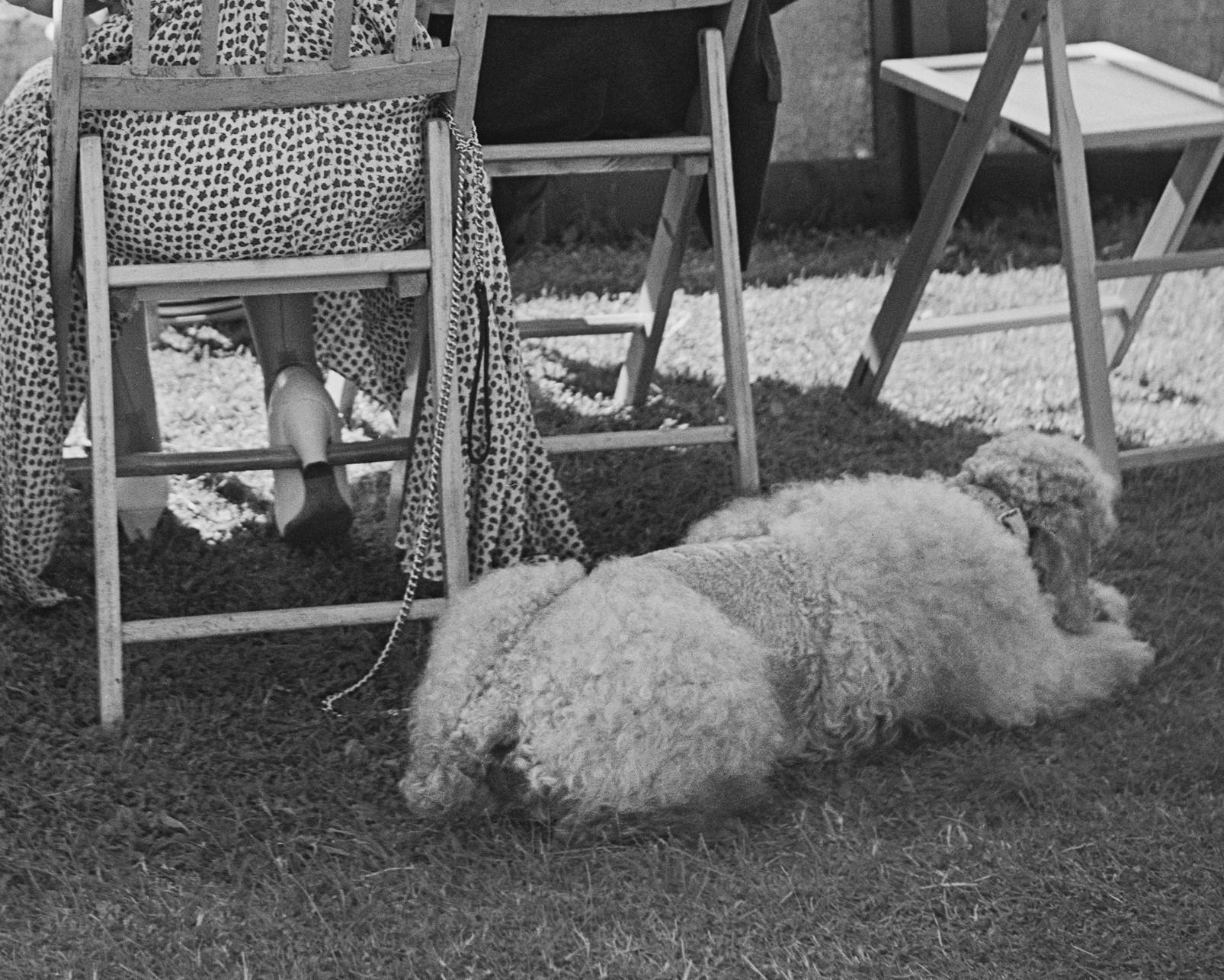 Semaine du tennis à Newport, 1954 - Tournoi de tennis Rhode Island Spectateurs de caniches - Modernisme américain Photograph par Slim Aarons