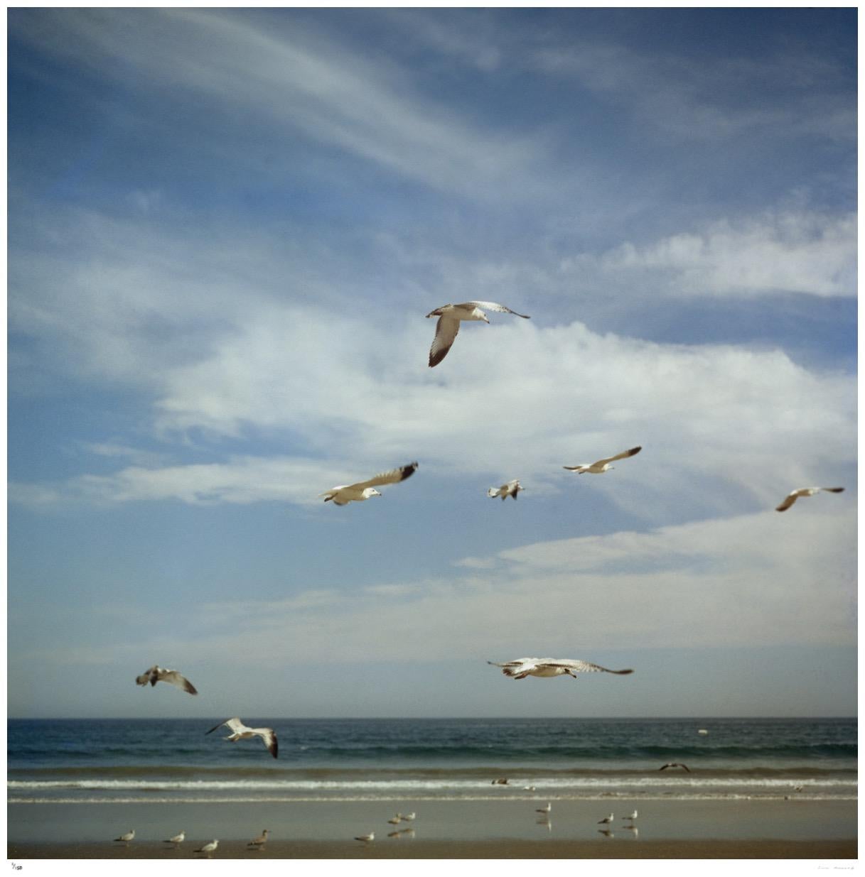 San Diego Gulls 1956 - Slim Aarons Estampillé par la succession

Mouettes au-dessus d'une plage à San Diego, Californie, octobre 1956

16 x 16" pouces / 41 x 41 cm format du papier 

Collection Samped Edition à 150 exemplaires 

Photo par Slim
