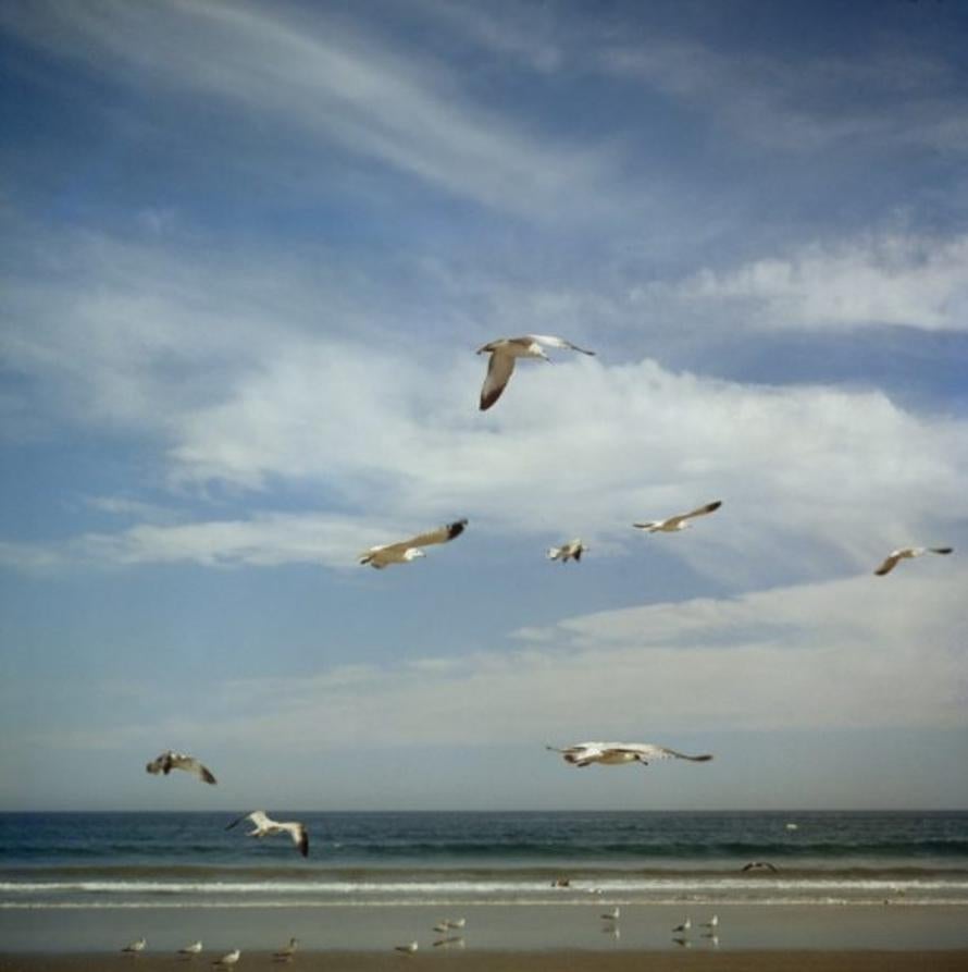San Diego Gulls 
1956
by Slim Aarons

Slim Aarons Limited Estate Edition

Seagulls over a beach in San Diego, California, October 1956.

unframed
c type print
printed 2023
16×16 inches - paper size


Limited to 150 prints only – regardless of paper