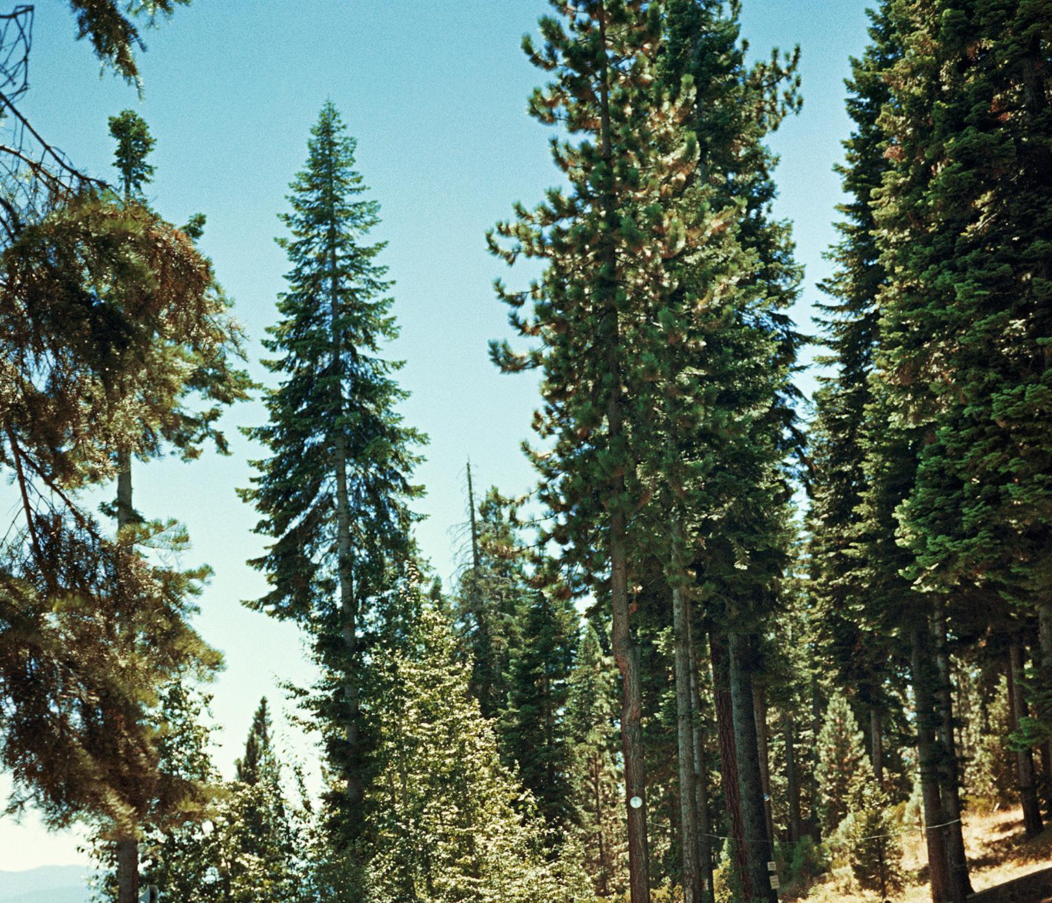 Pool am Lake Tahoe, Nachlassausgabe, Landschaftsfotografie Sierra Nevada Mountains (Amerikanischer Realismus), Photograph, von Slim Aarons