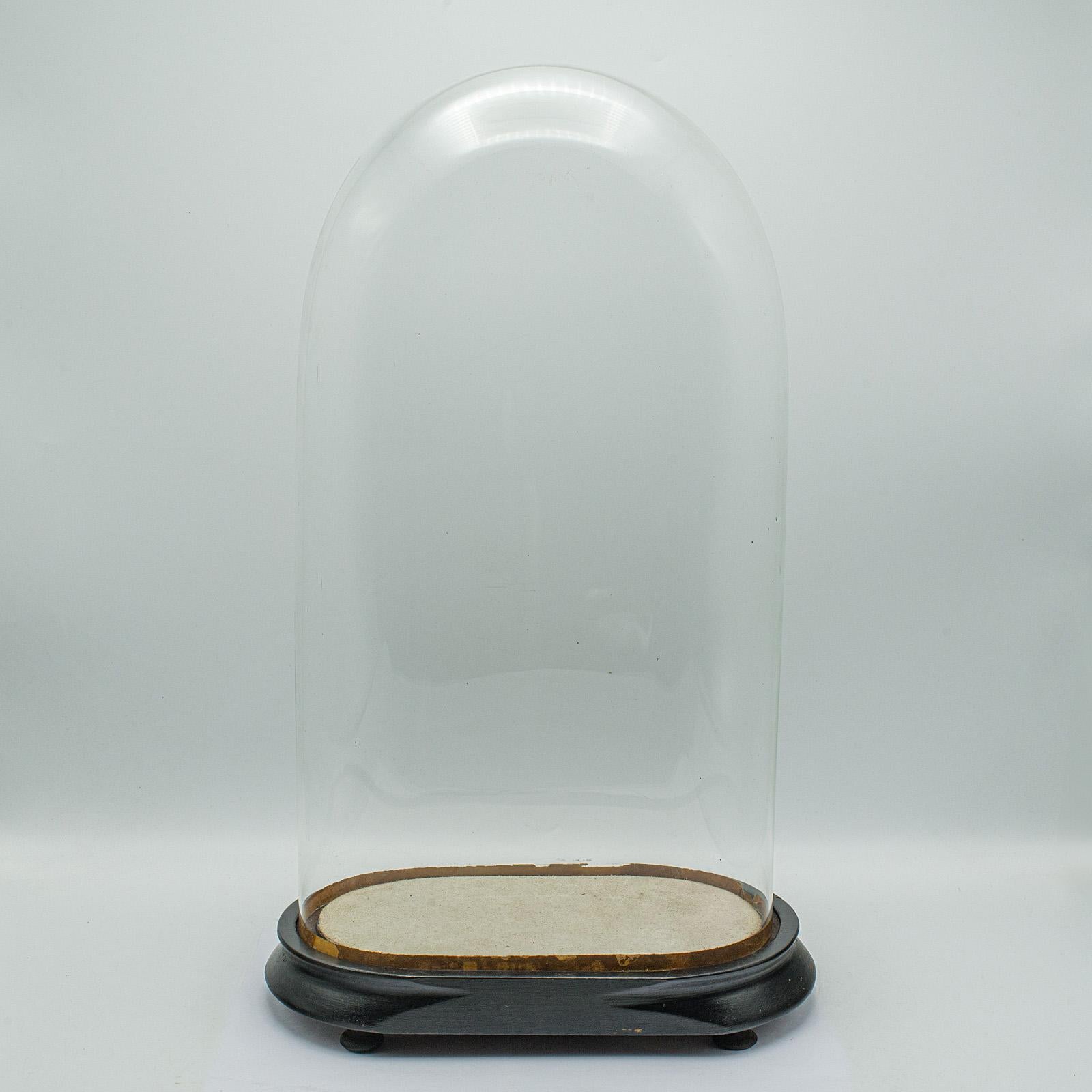 Slimline Antique Display Dome, English, Glass, Ornamental Showcase, Victorian For Sale 3