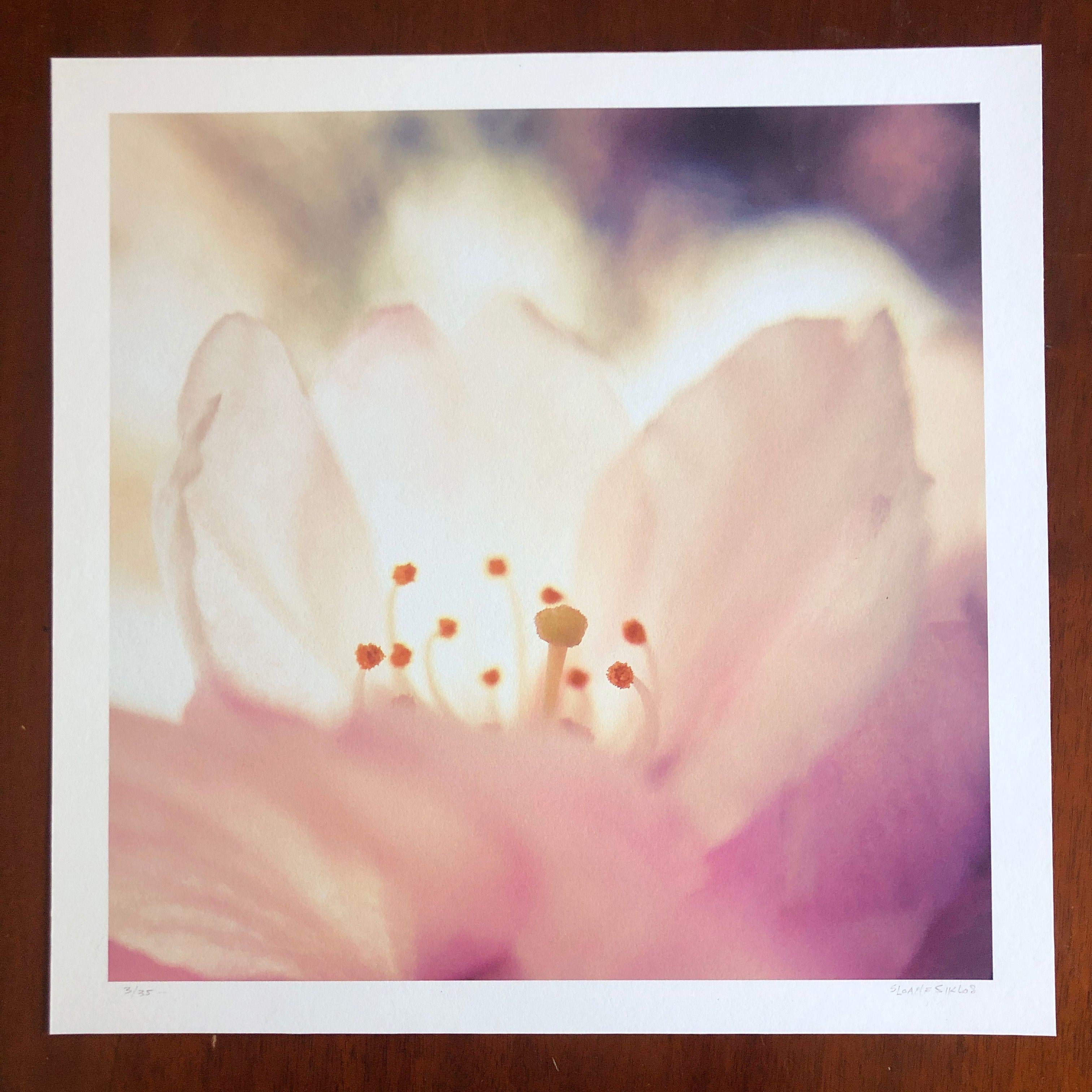 A closeup photograph of a delicately pink cherry blossom, from early spring in Japan. This is one of a series of cherry blossom photographs.     The photograph is an archival inkjet print, on  heavy white fine art paper, with a very slightly