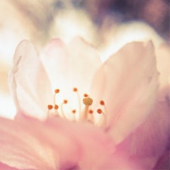 Cherry Blossom 2, Japon, photographie, encre à jet d'art