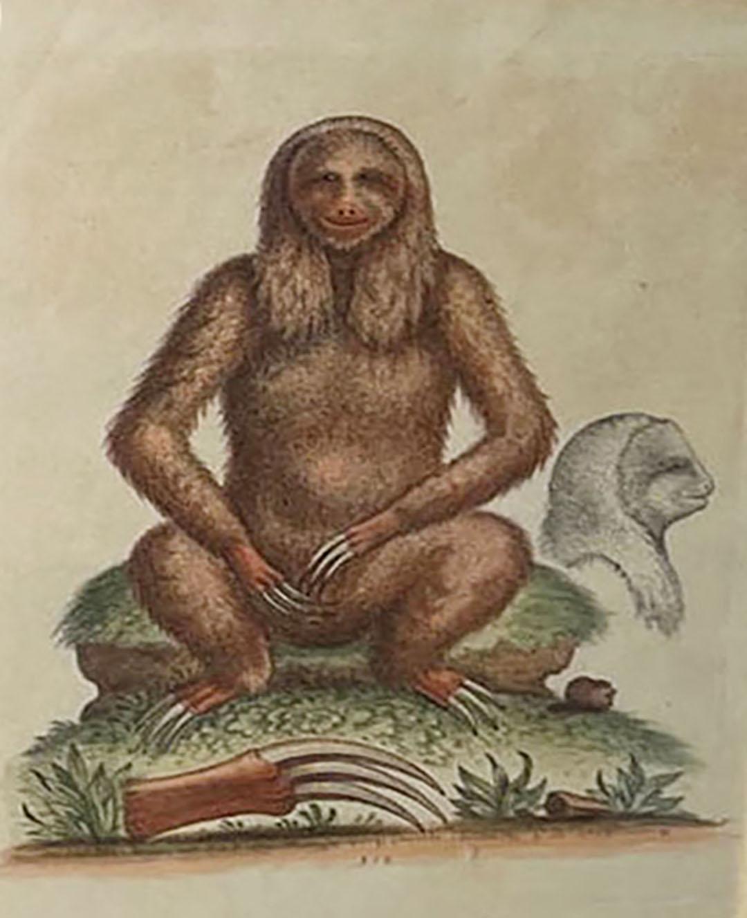 English Sloth Engraving Circa 1758 For Sale