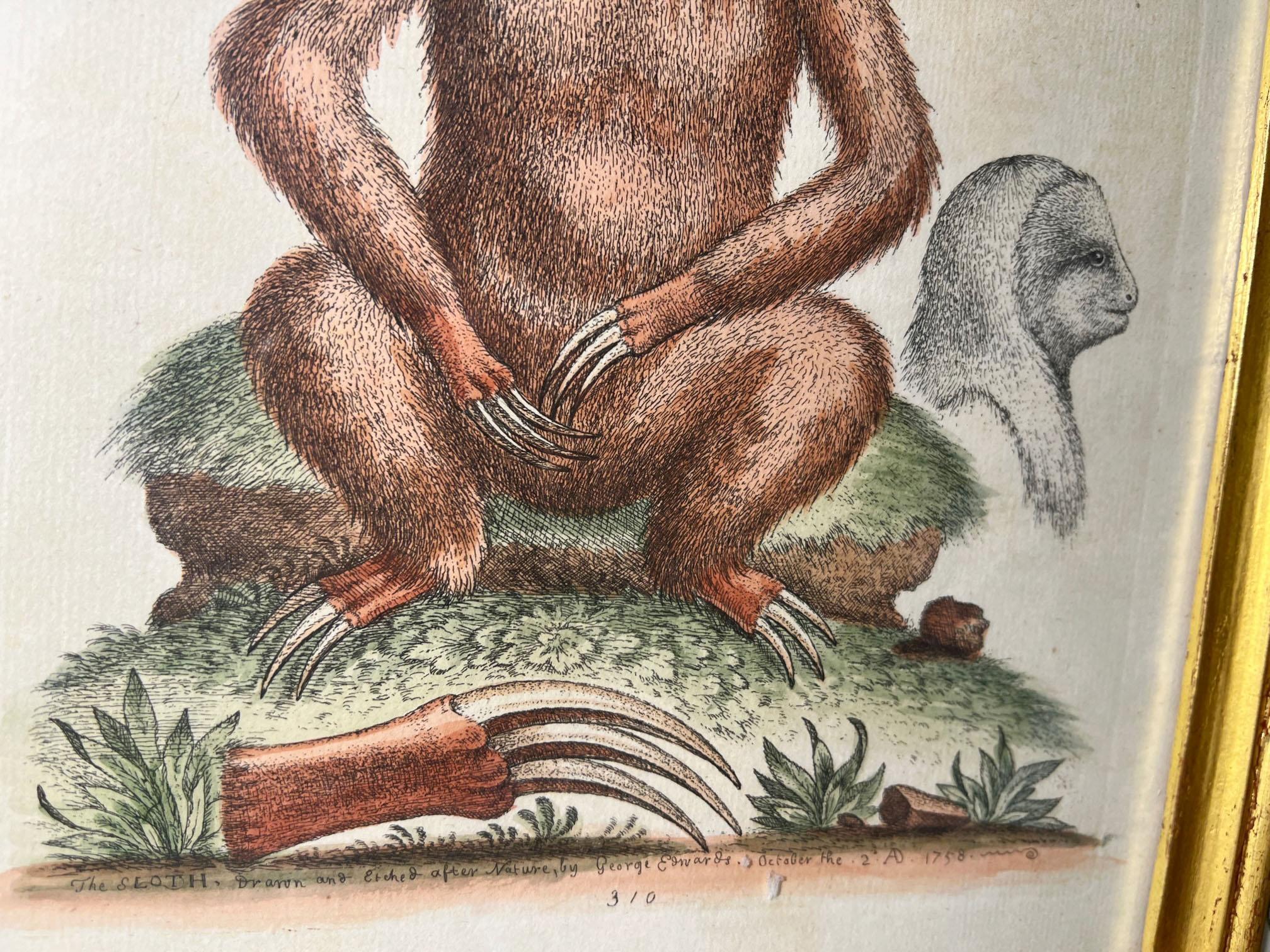 Sloth-Gravur, um 1758 im Zustand „Gut“ im Angebot in Dallas, TX