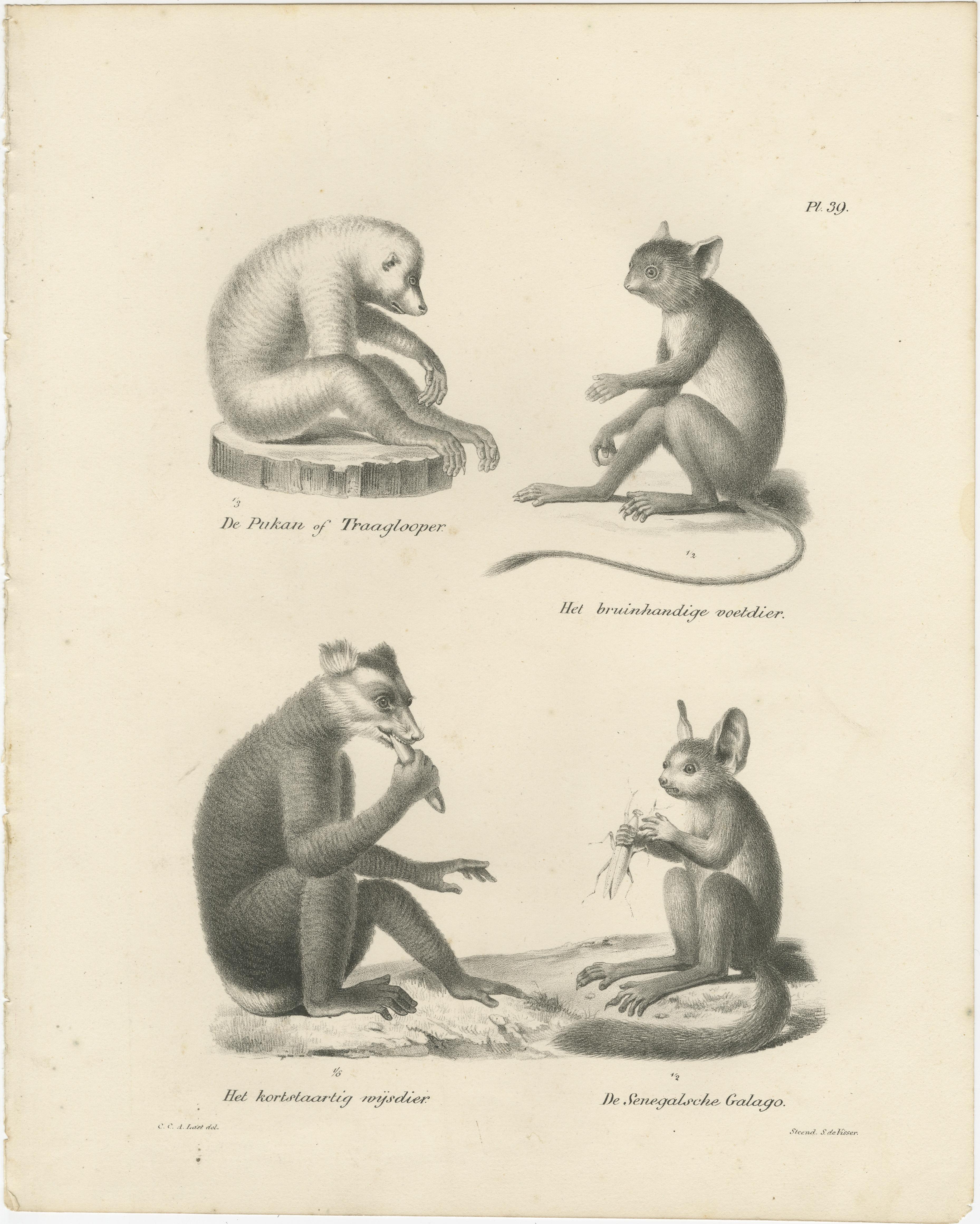 Cette image combinée représente deux lithographies de divers petits primates, dessinées par Carel Christiaan Antony Last pour l'ouvrage *Volledige Natuurlijke Historie der Zoogdieren* (1836) de Heinrich Rudolf Schinz. Ces gravures, publiées par S.