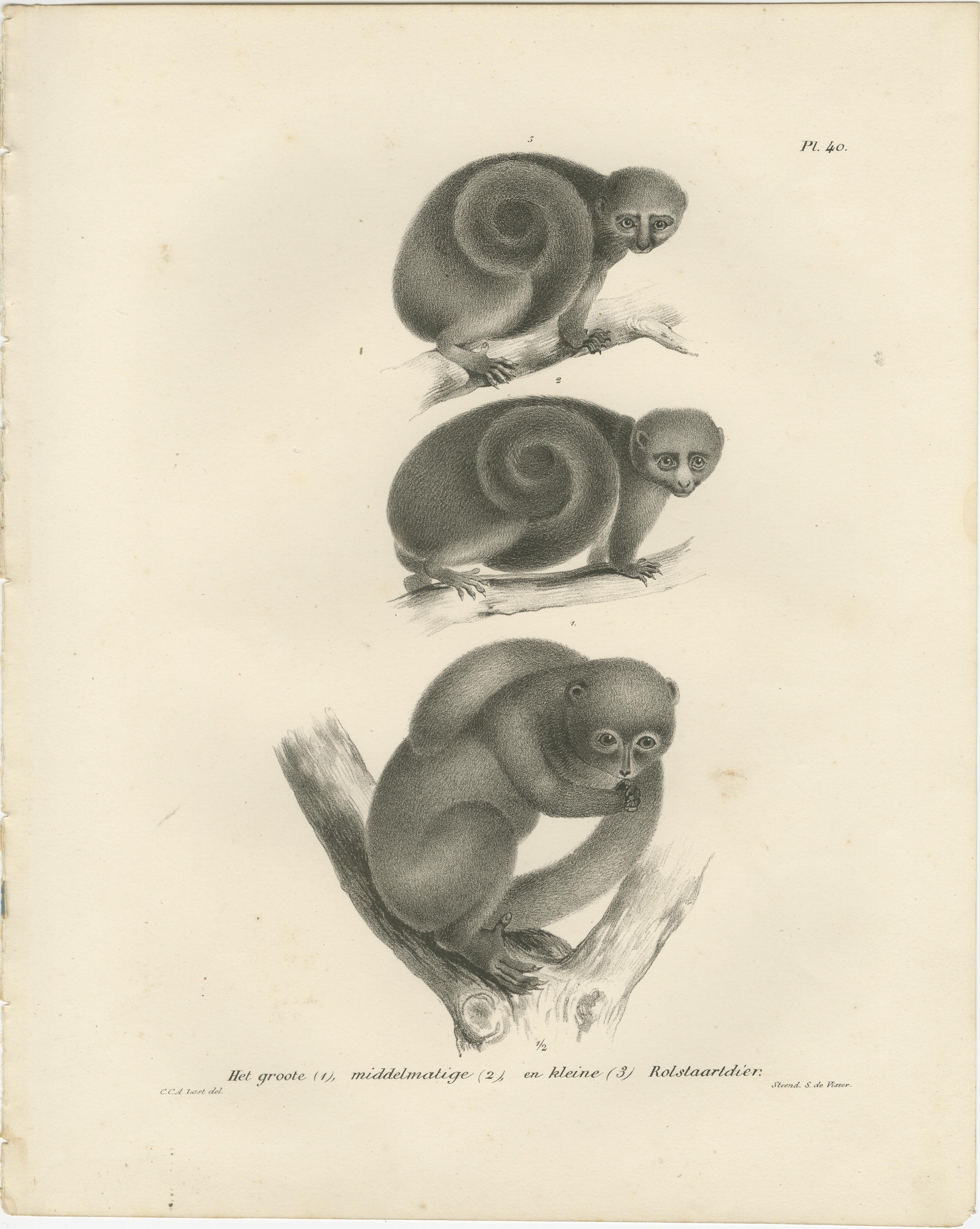 Gravé Sloth, Galago et Lemur Spécifications naturelles, lithographies de C. Last, 1836 en vente