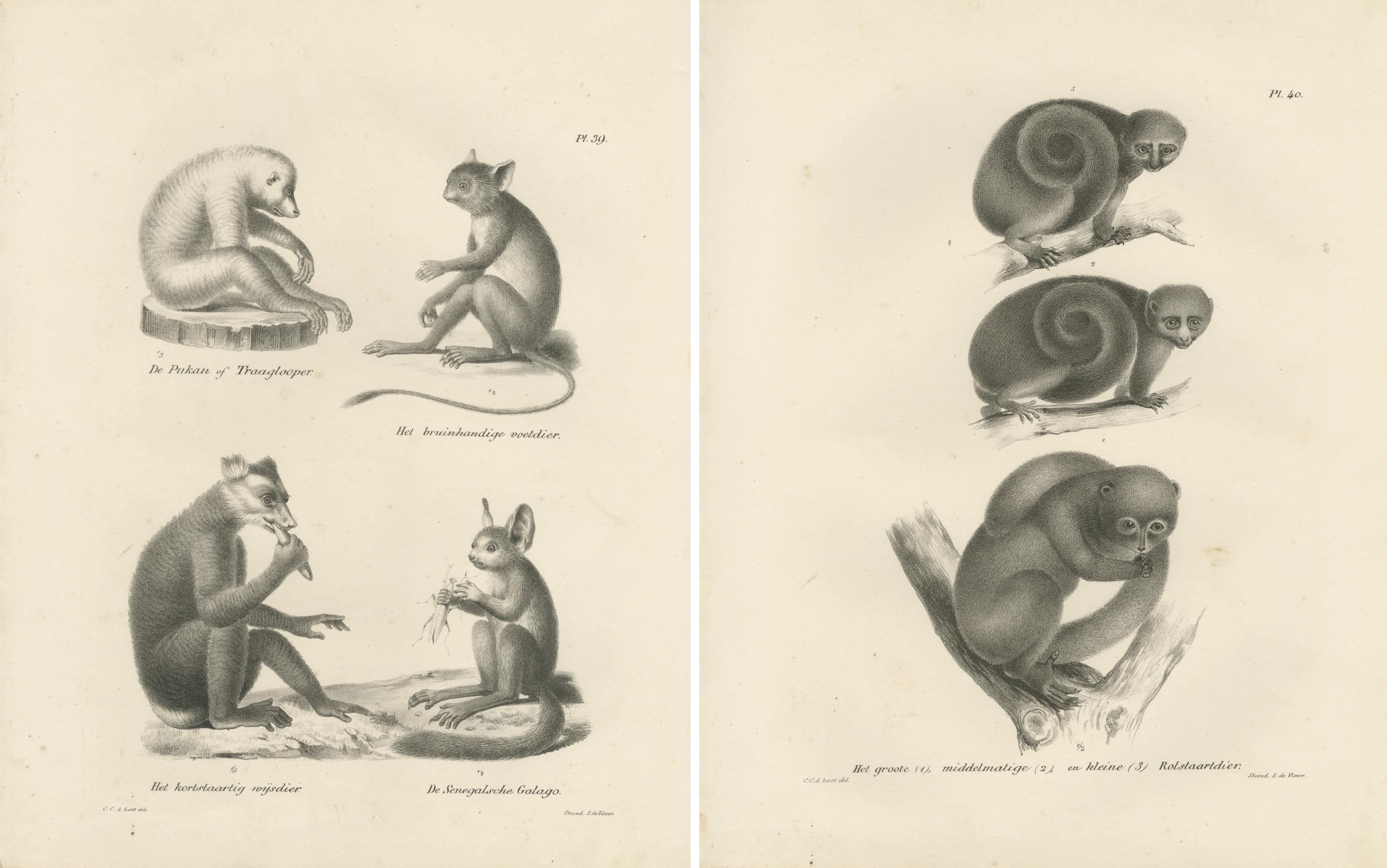 Sloth, Galago et Lemur Spécifications naturelles, lithographies de C. Last, 1836 Bon état - En vente à Langweer, NL