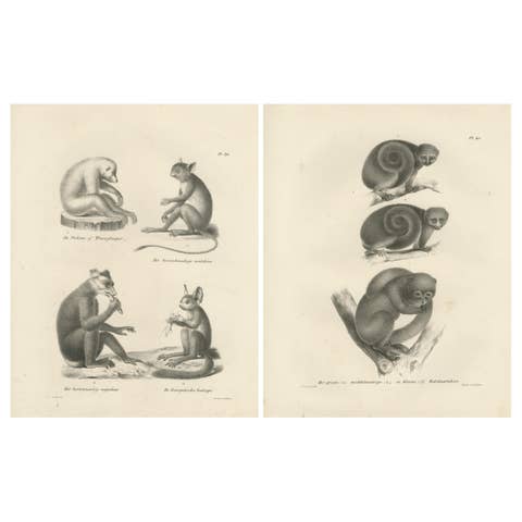 Sloth, Galago, and Lemur Species, Lithographs by C. Last, 1836, Natural History