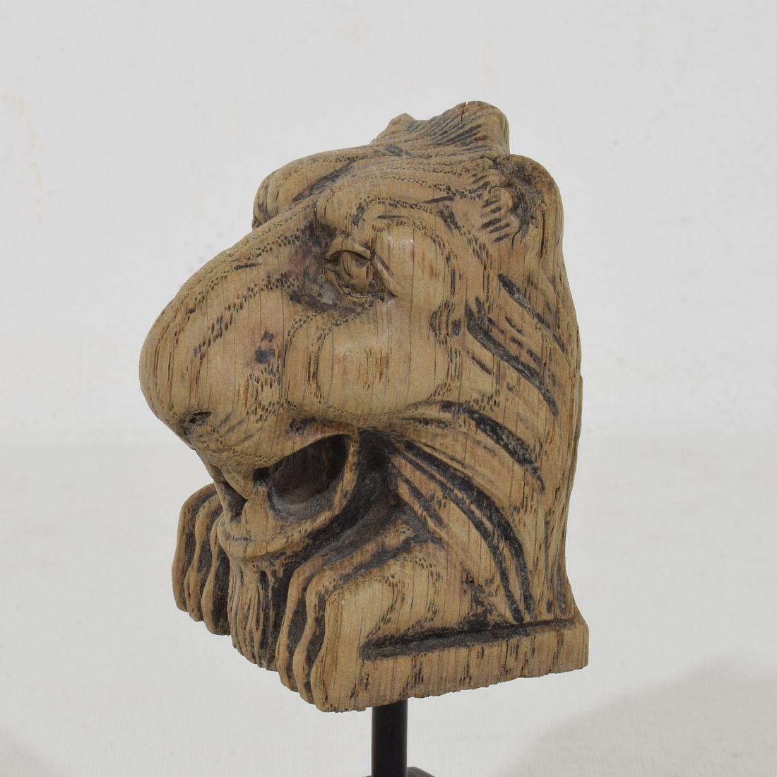 Kleines Fragment eines geschnitzten Eichenlöwen aus dem 17. bis 18. im Angebot 2