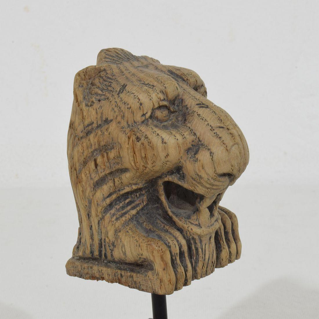Kleines Fragment eines geschnitzten Eichenlöwen aus dem 17. bis 18. im Angebot 3