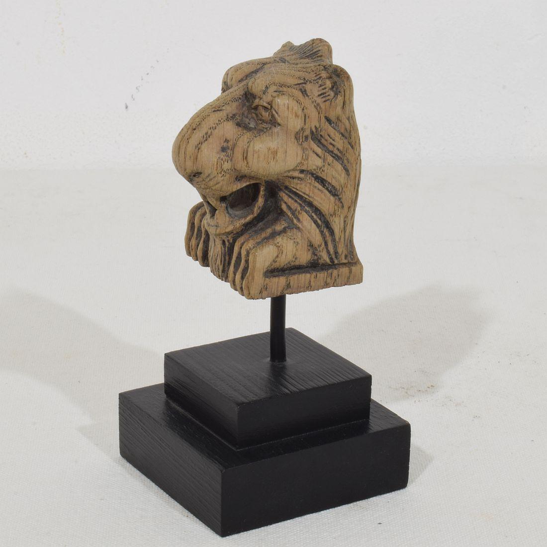 Kleines Fragment eines geschnitzten Eichenlöwen aus dem 17. bis 18. (Eichenholz) im Angebot