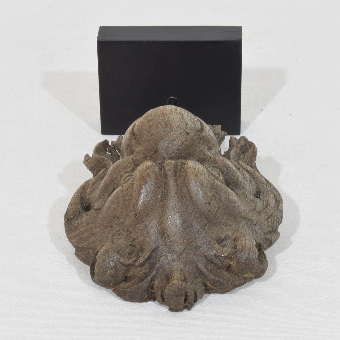 Piccola testa di leone in legno di Oak francese del XIX secolo in vendita 5