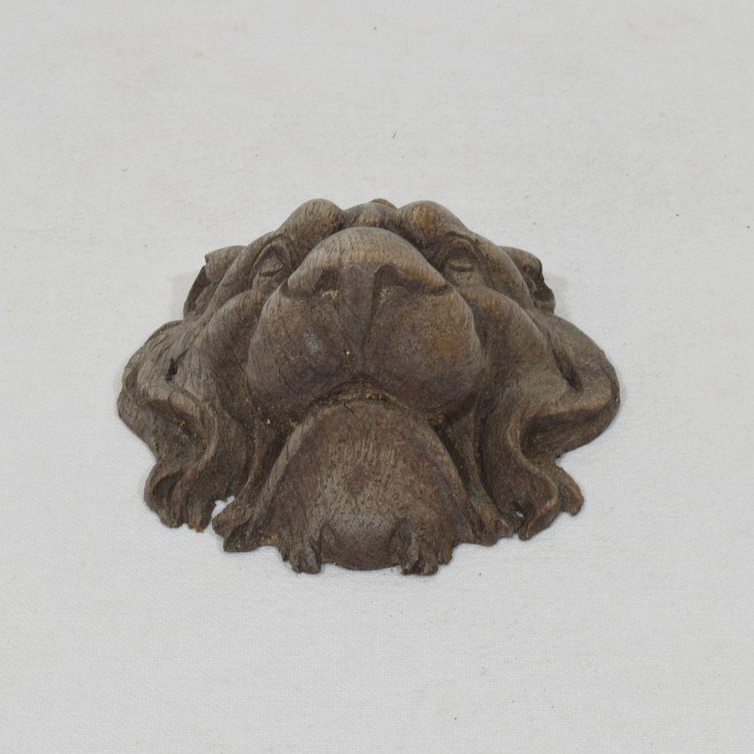 Piccola testa di leone in legno di Oak francese del XIX secolo in vendita 6
