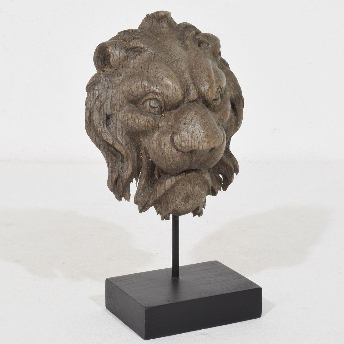Francese Piccola testa di leone in legno di Oak francese del XIX secolo in vendita