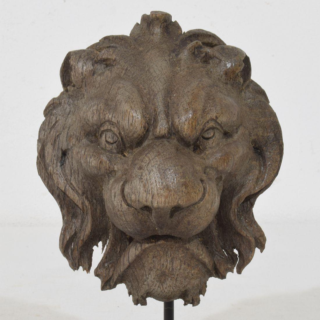 Piccola testa di leone in legno di Oak francese del XIX secolo in vendita 1