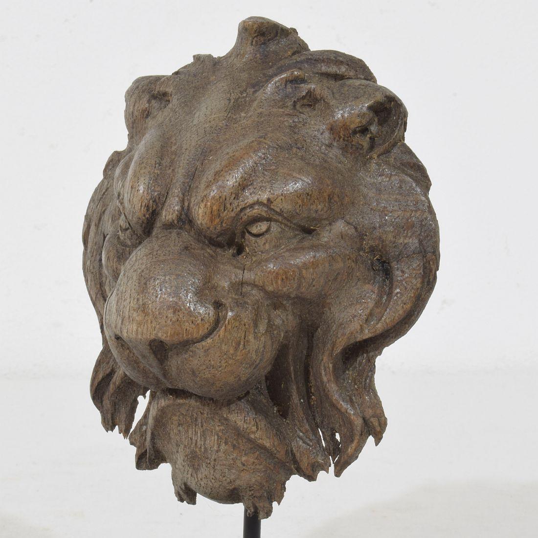 Piccola testa di leone in legno di Oak francese del XIX secolo in vendita 2