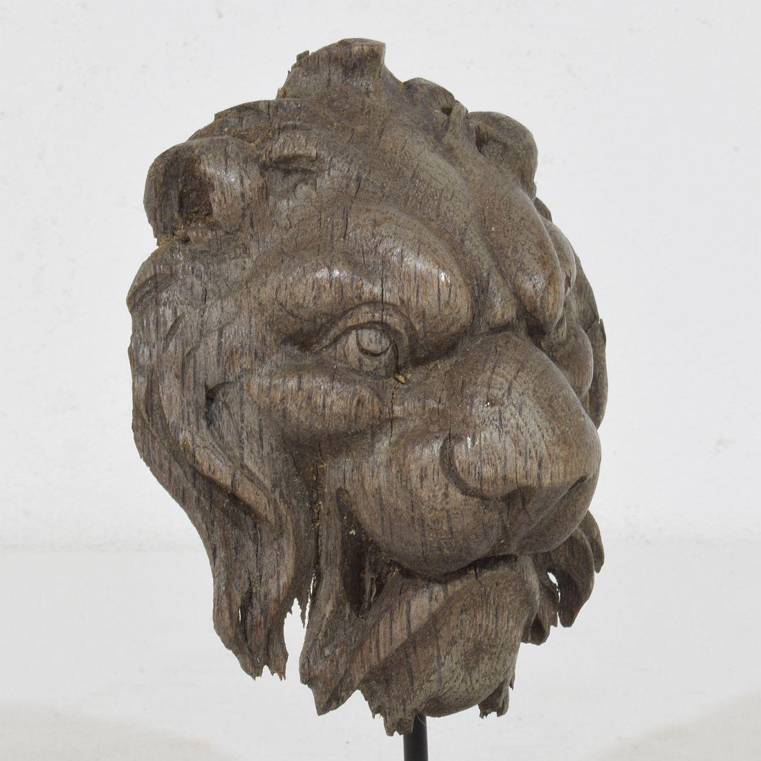 Piccola testa di leone in legno di Oak francese del XIX secolo in vendita 3