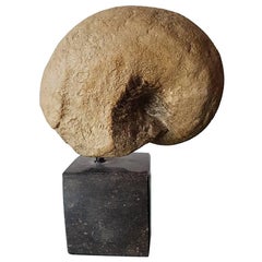 Small Ammonite Fossil, circa 190 Million Years Old