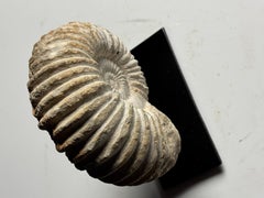Small ammonite fossil on a stand