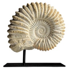Small ammonite fossil on a stand
