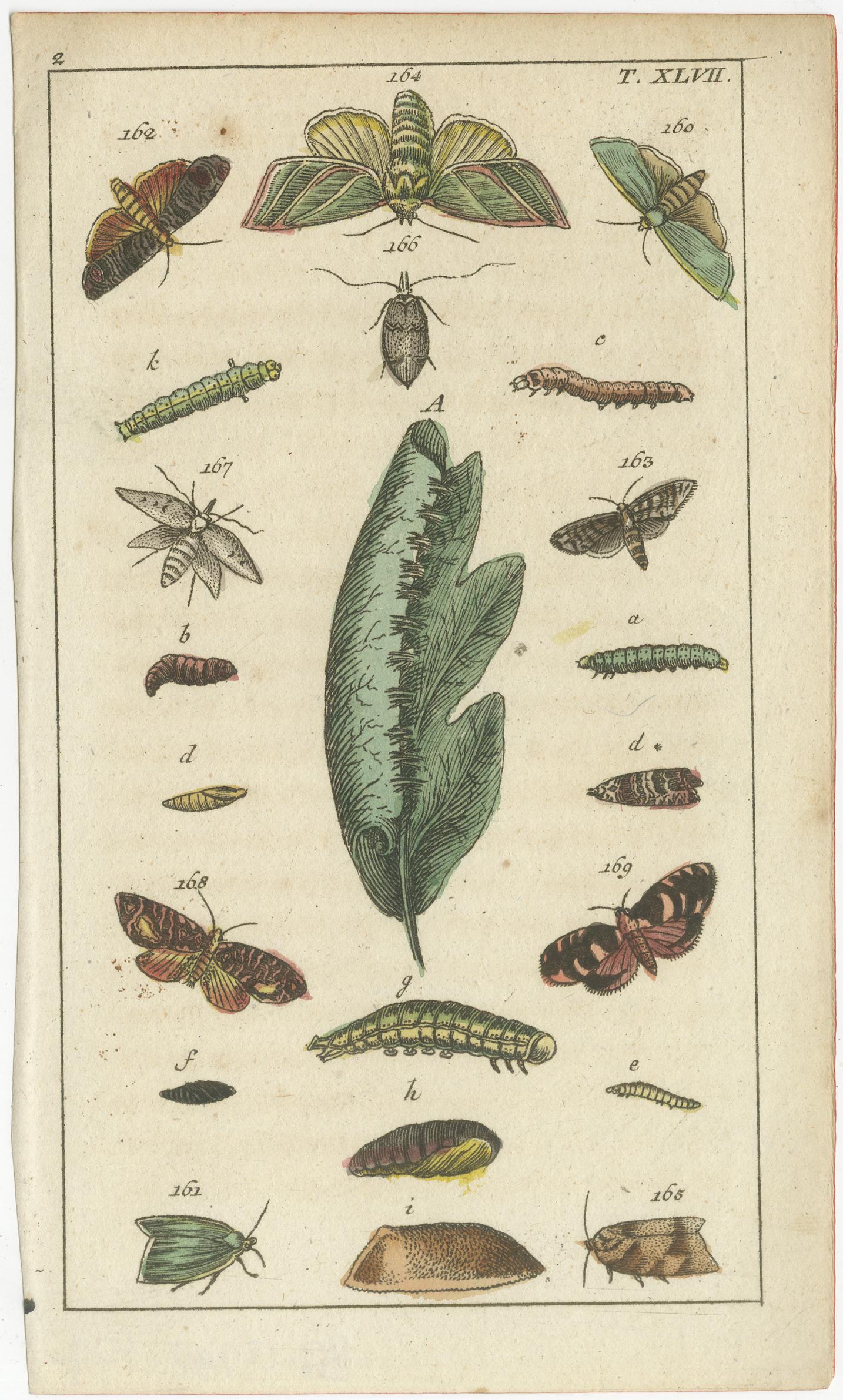 Title: Rare 19th-Century Natural History Prints Featuring Insects and Plants

Description: This set of four original antique prints offers a captivating glimpse into the rich detail and artistry of 19th-century natural history illustrations.