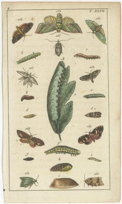 Small and Rare Natural History Prints Featuring Insects and Plants, 1832