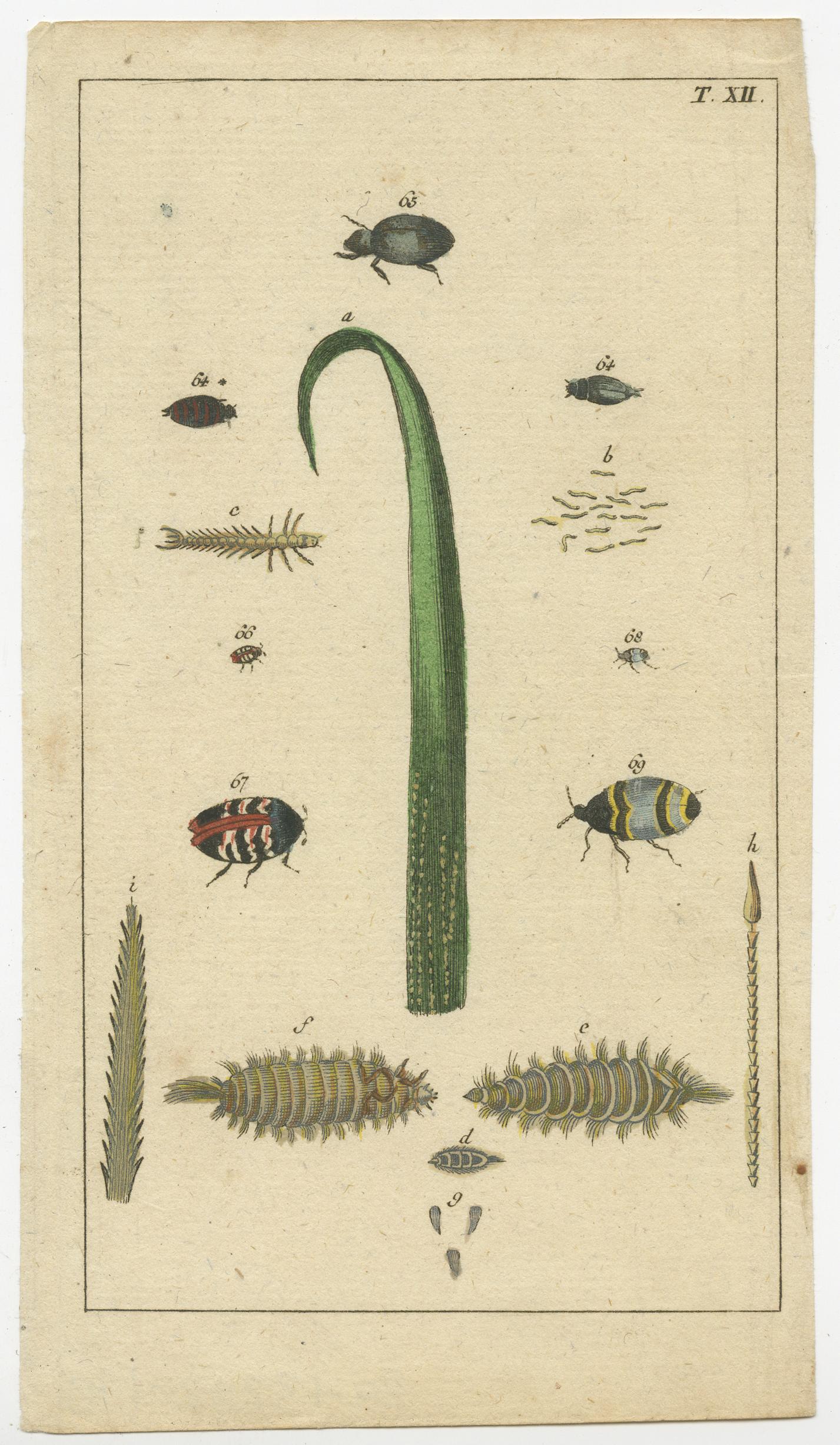 Mid-19th Century Small and Rare Natural History Prints Featuring Insects and Plants, 1832 For Sale
