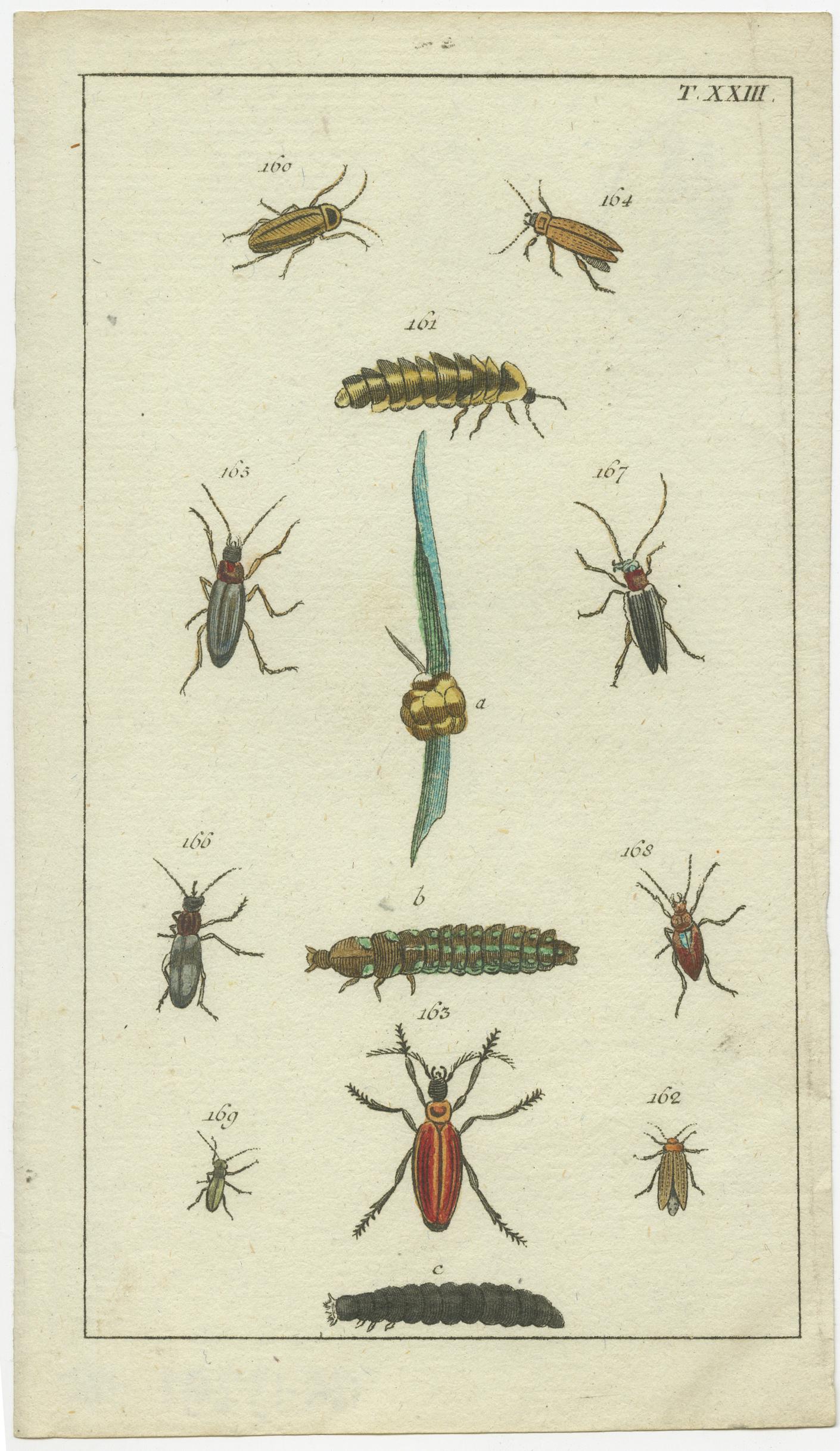 Paper Small and Rare Natural History Prints Featuring Insects and Plants, 1832 For Sale